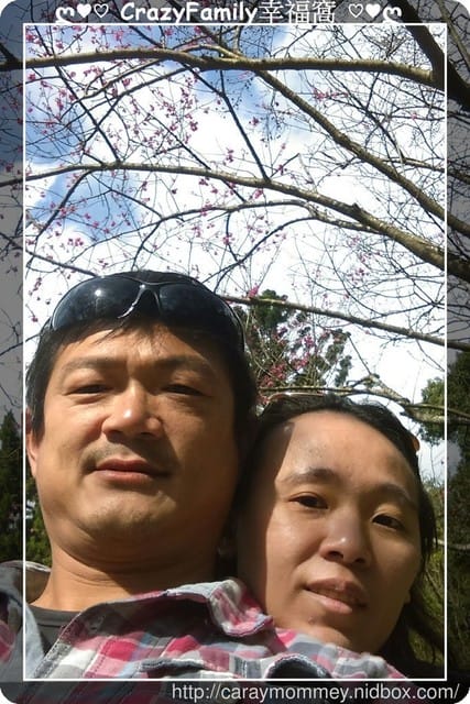 草山賞花搶先看