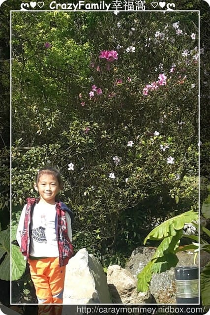 草山賞花搶先看