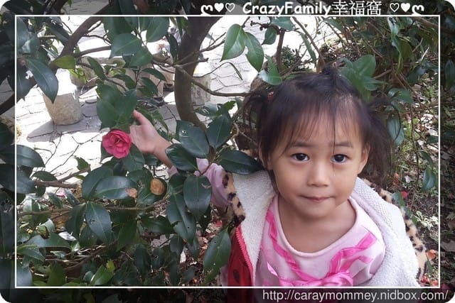 草山賞花搶先看