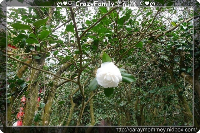 草山賞花搶先看
