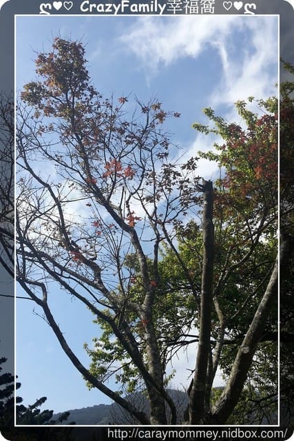 草山賞花搶先看