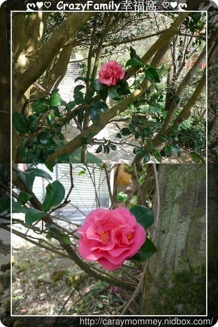 草山賞花搶先看