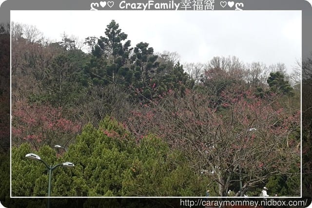 草山賞花搶先看