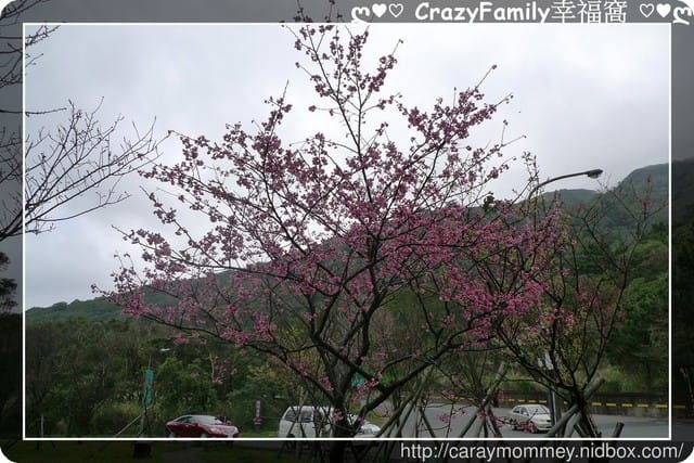 草山賞花搶先看