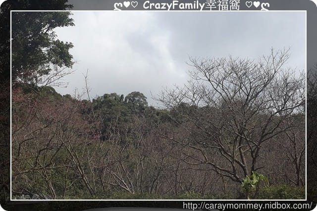 草山賞花搶先看
