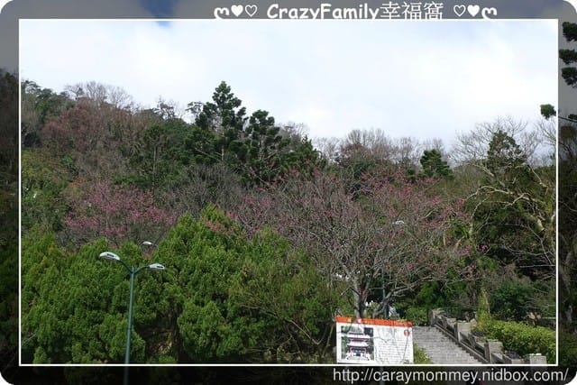 草山賞花搶先看