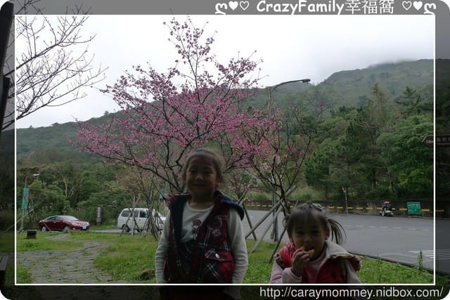 草山賞花搶先看