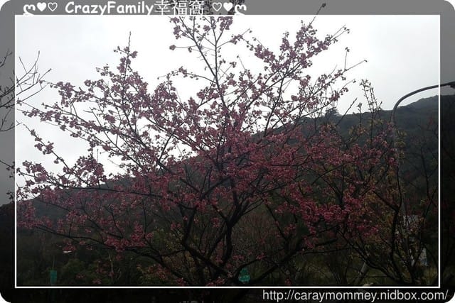 草山賞花搶先看