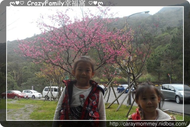 草山賞花搶先看