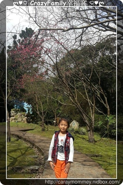草山賞花搶先看