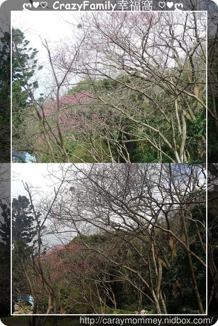 草山賞花搶先看