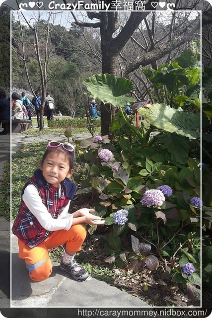 草山賞花搶先看