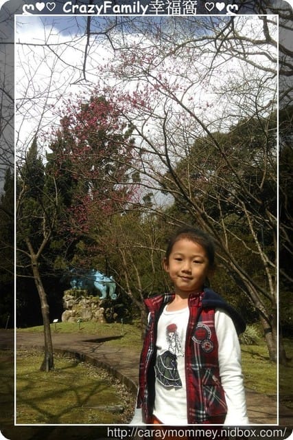 草山賞花搶先看