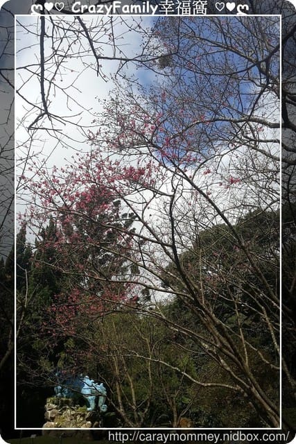 草山賞花搶先看