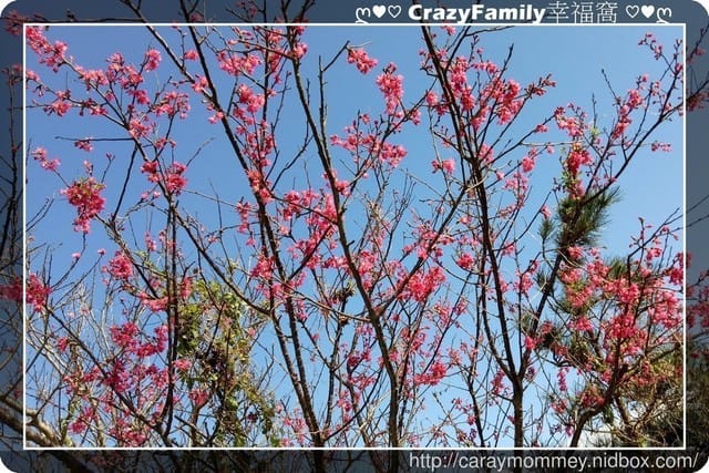 ├ 家庭賞花行 ┤冬末賞花行