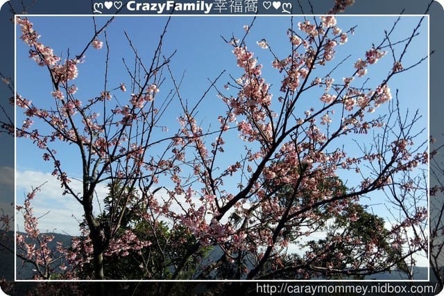 ├ 家庭賞花行 ┤冬末賞花行