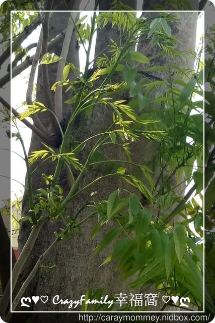§髮品分享§ MIT古宝無患子輕香氛系列洗髮精 ￠橙花深層修護￠木梨與小蒼蘭保濕柔順　