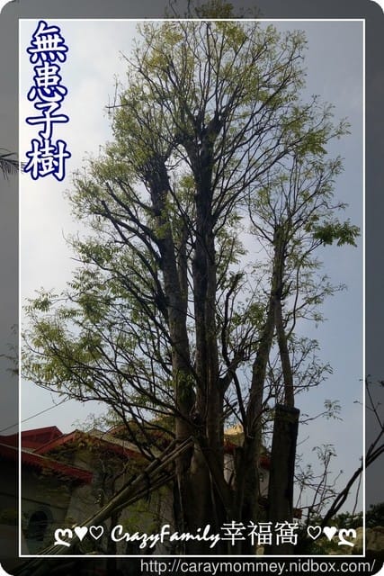 §髮品分享§ MIT古宝無患子輕香氛系列洗髮精 ￠橙花深層修護￠木梨與小蒼蘭保濕柔順　