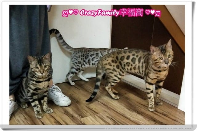 來找豹走兄弟療癒一下in Bengal cafe’ 斑果咖啡 - 第3張圖 來找豹走兄弟療癒一下in Bengal cafe’ 斑果咖啡