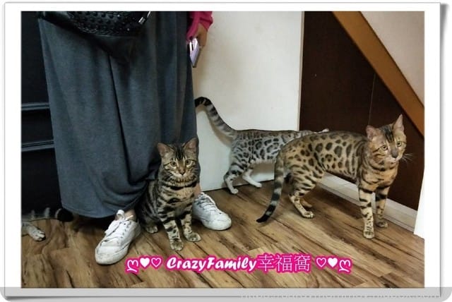 來找豹走兄弟療癒一下in Bengal cafe’ 斑果咖啡 - 第15張圖 來找豹走兄弟療癒一下in Bengal cafe’ 斑果咖啡
