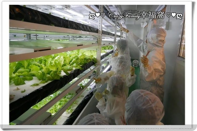 NICE GREEn美蔬菜【小小科技農夫親子體驗營】