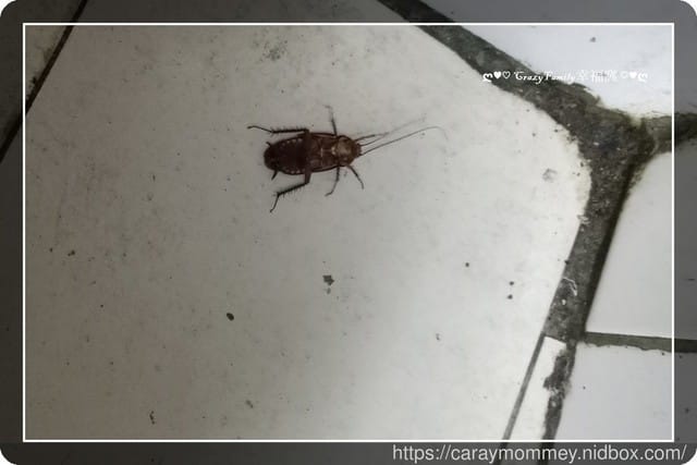 【好物分享】一點絕 2%凝膠餌劑 - 第15張圖 【好物分享】一點絕 2%凝膠餌劑