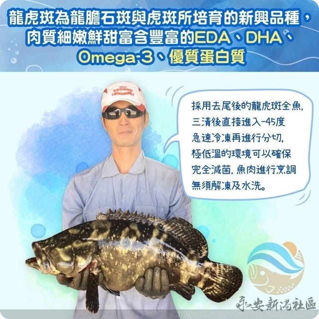 ❦美食饗宴❦【宅配】永安新港社區發展協會超值精選龍膽石斑魚+龍虎斑鮮魚 - 第16張圖 ❦美食饗宴❦【宅配】永安新港社區發展協會超值精選龍膽石斑魚+龍虎斑鮮魚