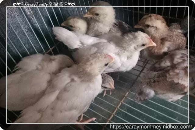 兩姊妹的寵物入閣 - 第3張圖 兩姊妹的寵物入閣