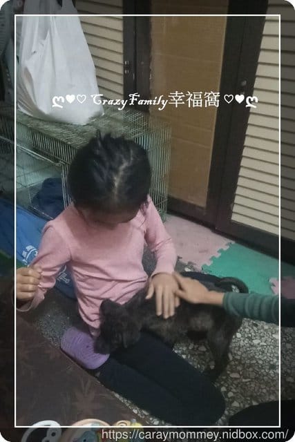 新寵物報到