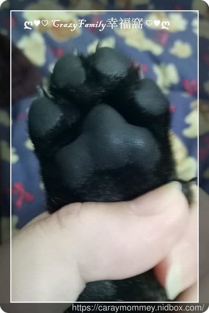 新寵物報到