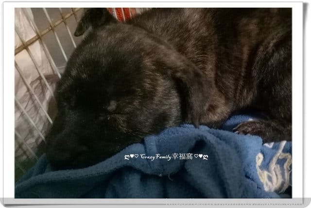 公園溜狗去