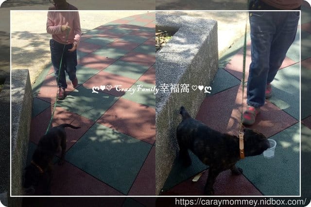 ├ 媽寶溜狗趣 ┤ - 第3張圖 ├ 媽寶溜狗趣 ┤