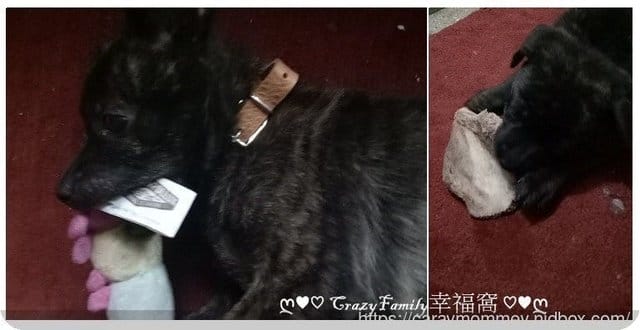 寵物口腔保養從牙齒開始【因特力淨Intelligent】寵物酵素牙膏