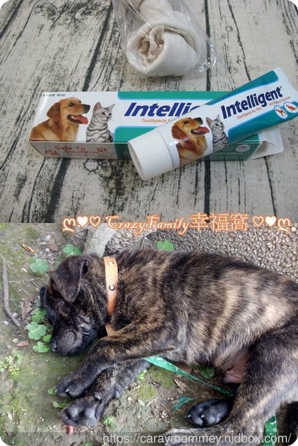 寵物口腔保養從牙齒開始【因特力淨Intelligent】寵物酵素牙膏
