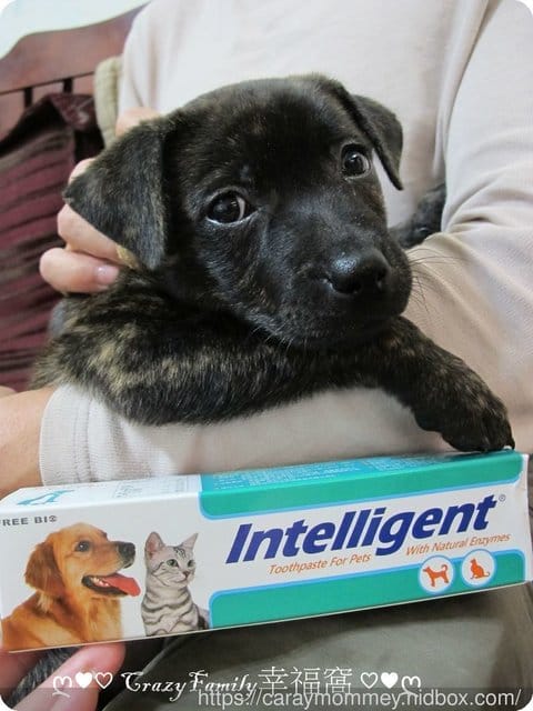寵物口腔保養從牙齒開始【因特力淨Intelligent】寵物酵素牙膏