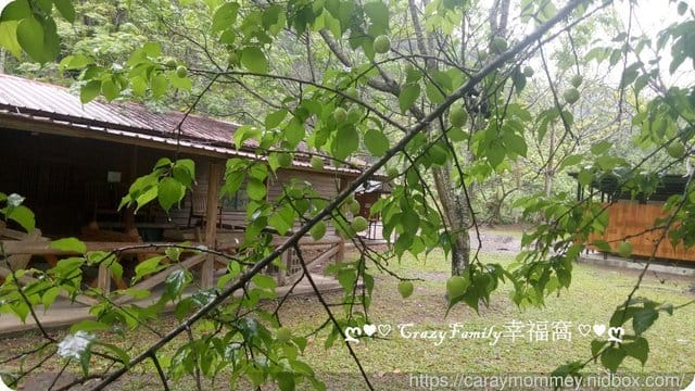 ├ 家庭玩樂去 ┤摘梅趣 - 第8張圖 ├ 家庭玩樂去 ┤摘梅趣