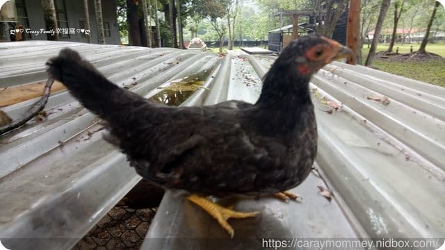 ├ 家庭玩樂去 ┤摘梅趣 - 第4張圖 ├ 家庭玩樂去 ┤摘梅趣