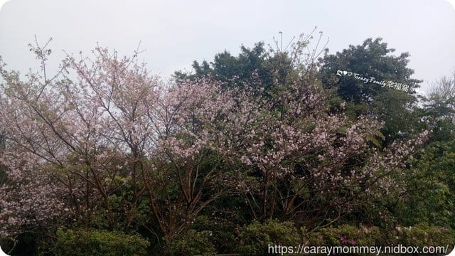 陽明山放風趴趴走 - 第5張圖 陽明山放風趴趴走