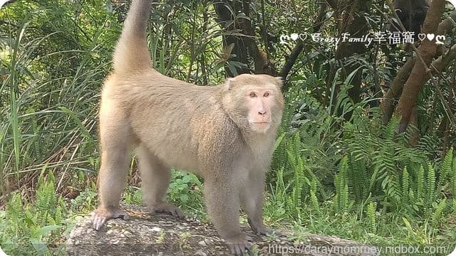 陽明山放風趴趴走 - 第4張圖 陽明山放風趴趴走