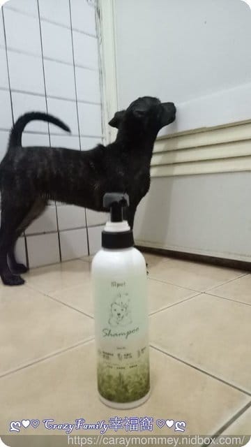 ■□寵物用品分享□■一同呵護換毛期的毛孩￠矽寵礦物能量植萃全效寵物洗毛劑-綠萃茶香