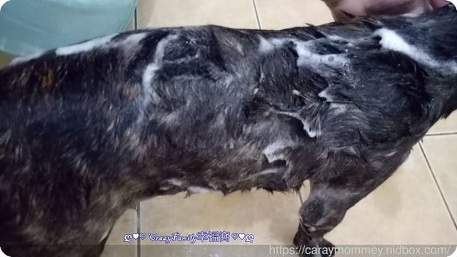 ■□寵物用品分享□■一同呵護換毛期的毛孩￠矽寵礦物能量植萃全效寵物洗毛劑-綠萃茶香