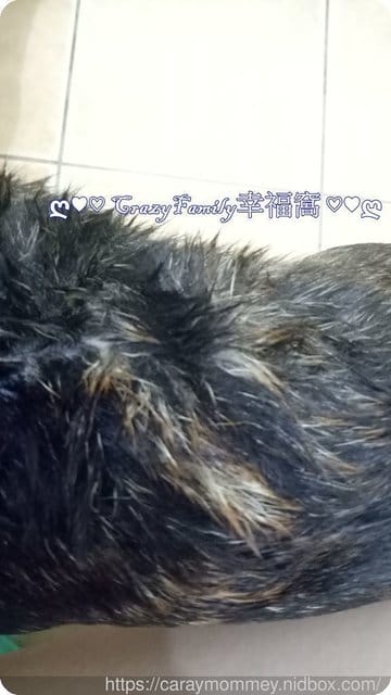 ■□寵物用品分享□■一同呵護換毛期的毛孩￠矽寵礦物能量植萃全效寵物洗毛劑-綠萃茶香