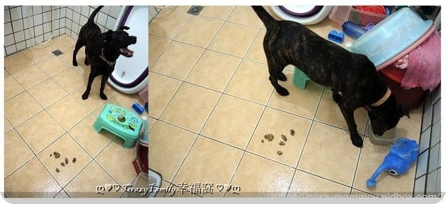 陪伴寵物遠離疾病■□寵物用品分享□■【條紋共和國】沒有臭◇毛寶貝專用滅菌液+潔牙凝露