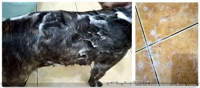 陪伴寵物遠離疾病■□寵物用品分享□■【條紋共和國】沒有臭◇毛寶貝專用滅菌液+潔牙凝露