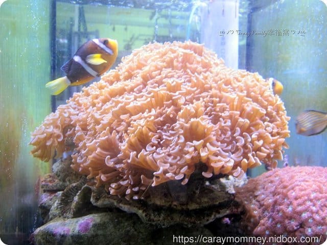 ├ 媽寶學知趣 ┤軟絲竹叢產房工作假期體驗 - 第20張圖 ├ 媽寶學知趣 ┤軟絲竹叢產房工作假期體驗