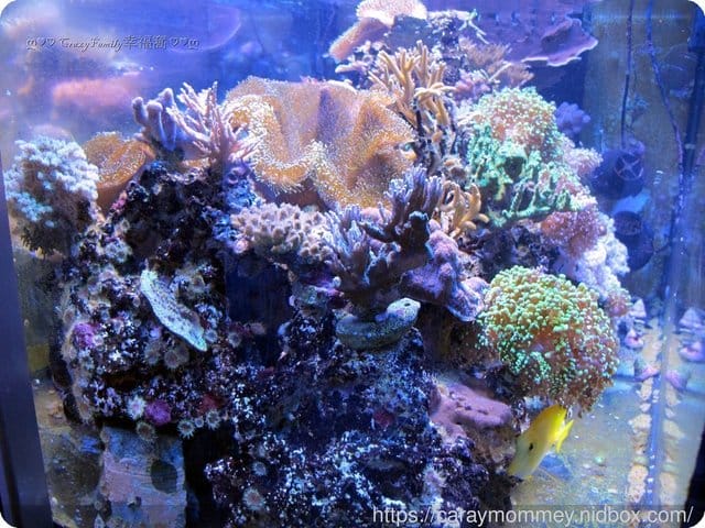 ├ 媽寶學知趣 ┤軟絲竹叢產房工作假期體驗 - 第17張圖 ├ 媽寶學知趣 ┤軟絲竹叢產房工作假期體驗