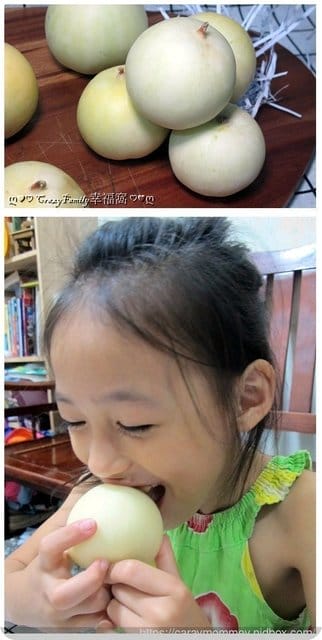 森森親子農場用心栽培溫室栽種鬆軟可口的東方甜瓜(美濃香瓜)