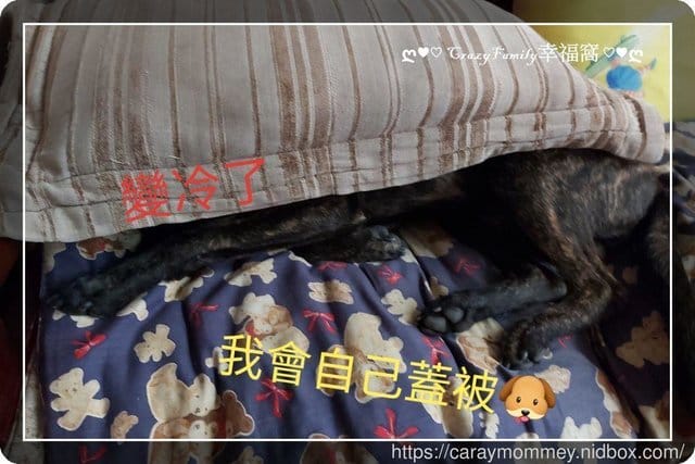 回家討拍的阿虎 - 第4張圖 回家討拍的阿虎