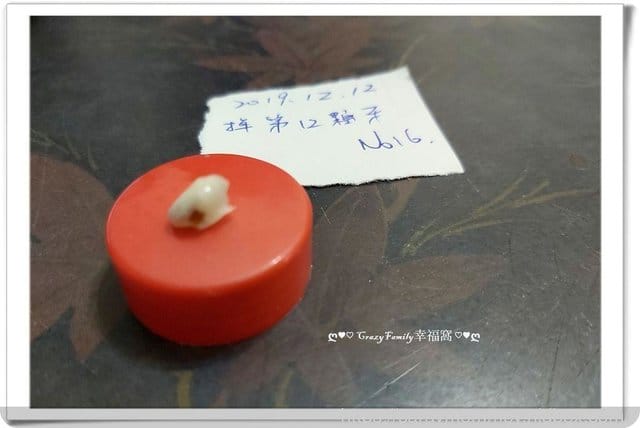 Xenia 的乳牙記錄：右下, 犬齒