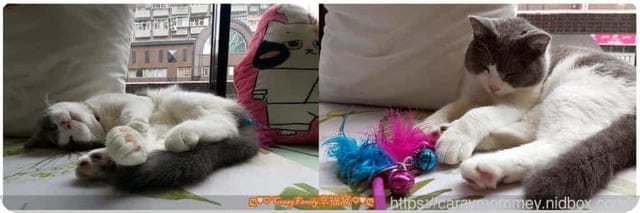 放鬆又療癒的貓小路CAFE二號店,充滿童趣又開心的環境 - 第6張圖 放鬆又療癒的貓小路CAFE二號店,充滿童趣又開心的環境